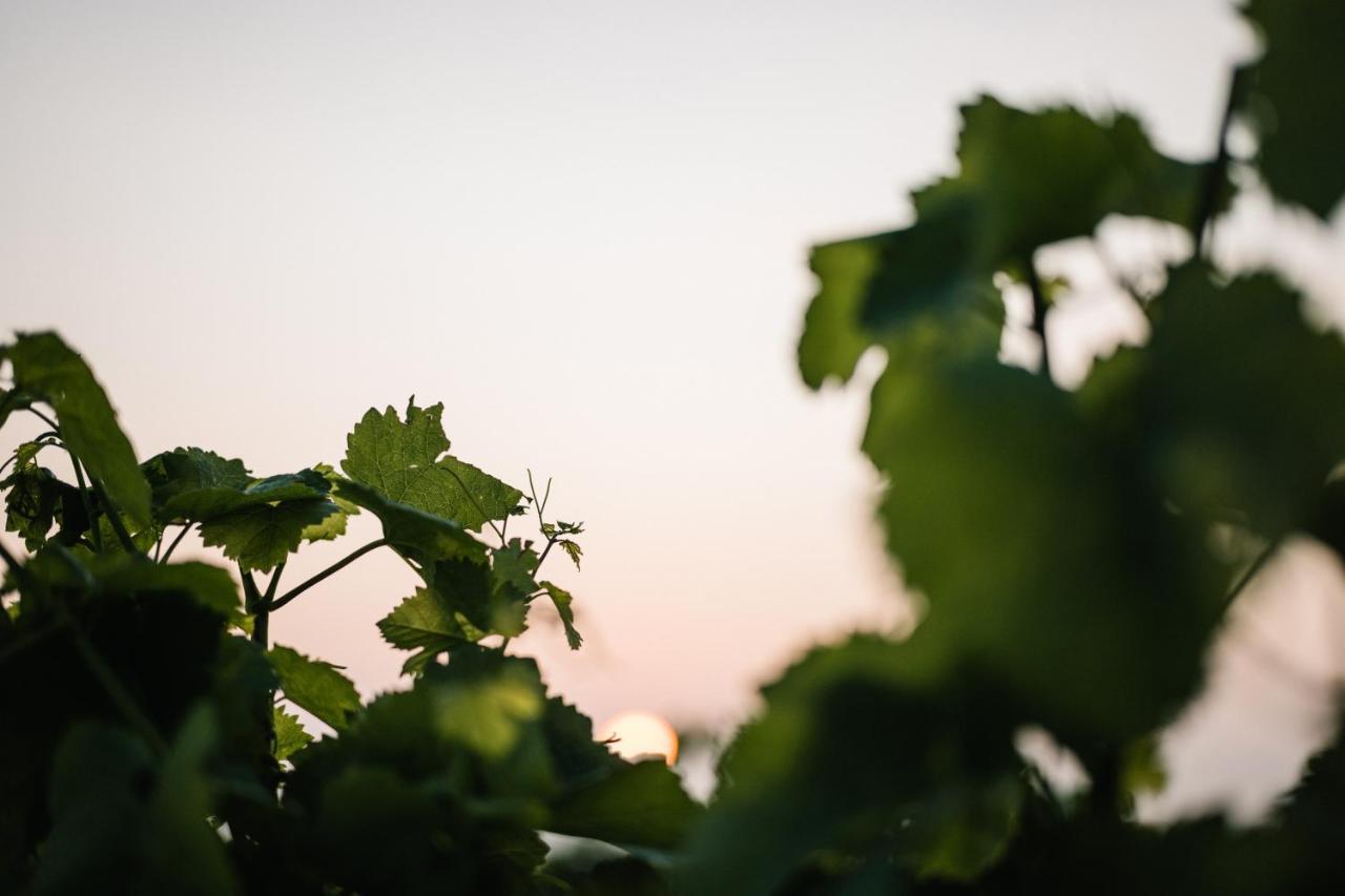 Weinzuhause Hotel-Restaurant-Vinothek Mommenheim ภายนอก รูปภาพ