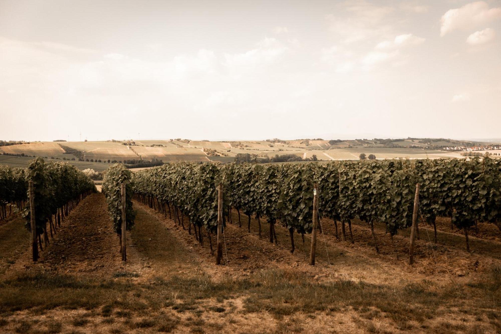 Weinzuhause Hotel-Restaurant-Vinothek Mommenheim ภายนอก รูปภาพ